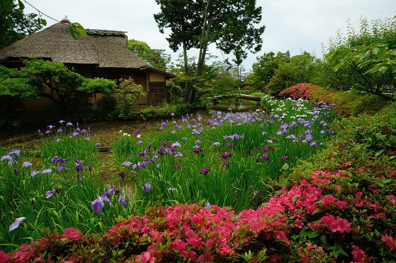 花菖蒲@梅宮大社_f0032011_18163021.jpg