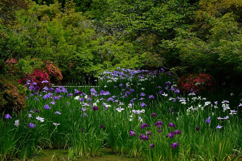 花菖蒲@梅宮大社_f0032011_18254197.jpg