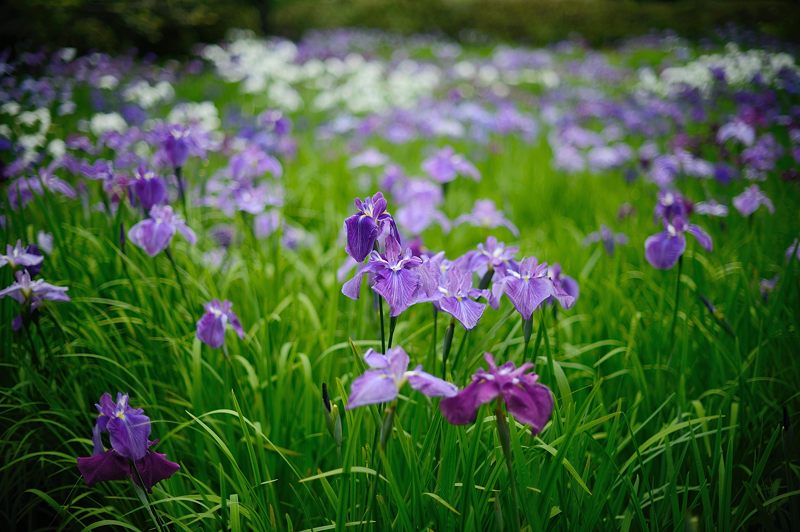花菖蒲@梅宮大社_f0032011_18282897.jpg