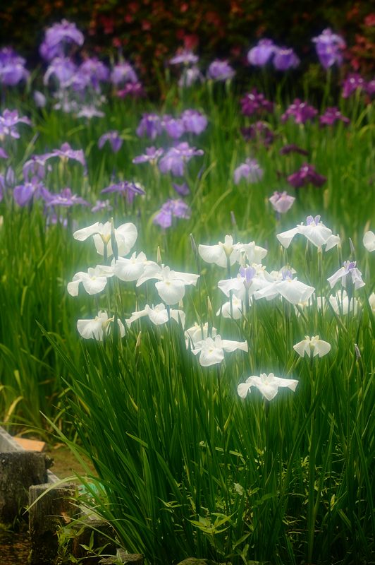 花菖蒲@梅宮大社_f0032011_18325044.jpg
