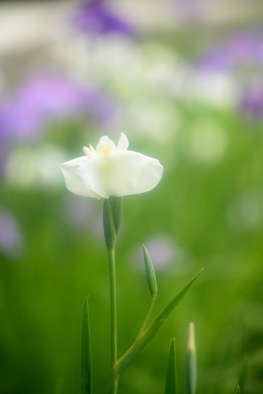 花菖蒲@梅宮大社_f0032011_19335184.jpg