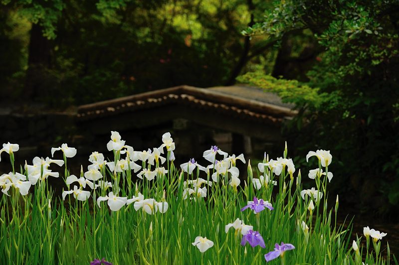 花菖蒲@梅宮大社_f0032011_193524100.jpg