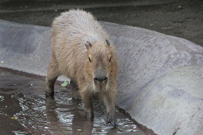 水の中のカピバラ親子ルナ＆リオ_b0355317_11420927.jpg