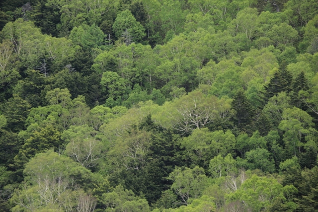 e0242721_75998.jpg