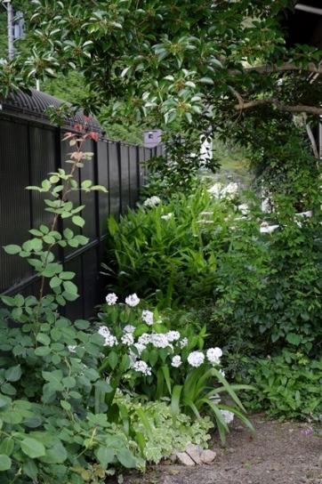 今咲いている白いバラと白い草花 ホワイト プリンス チャールズなど Doriのお気に入り