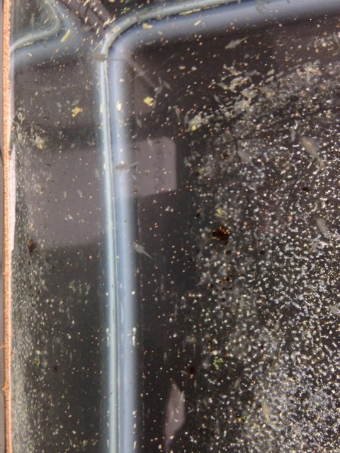 c0010727_00535914.jpeg