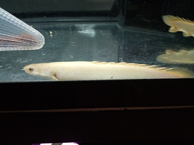 かわいい 古代魚逹 エンドケリーとセネガルス ハイポメ The King Of Dogs Thailand かわいい 古代魚逹 エンドケリーとセネガルス ハイポメ The King Of Dogs Thailand