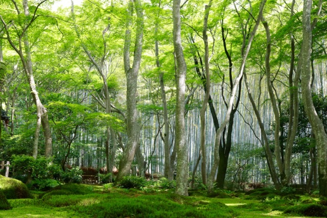 【祇王寺】京都旅行 - 13 -_f0348831_22351371.jpg
