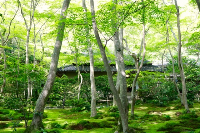 【祇王寺】京都旅行 - 13 -_f0348831_22351480.jpg