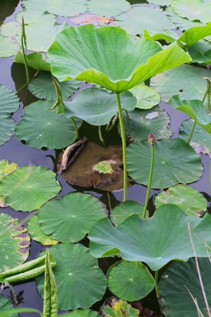 蓮華寺池公園のお散歩・シジミチョウ・ツバメ・蓮のつぼみ６月７日）_c0309734_00210126.jpg