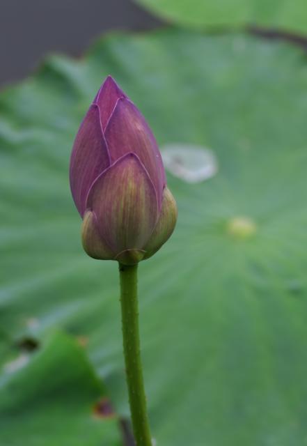 蓮華寺池公園のお散歩・シジミチョウ・ツバメ・蓮のつぼみ６月７日）_c0309734_00221254.jpg