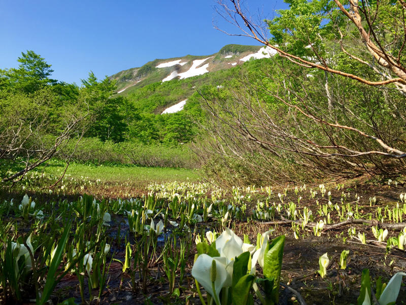 花の百名山_c0225536_20523692.jpg