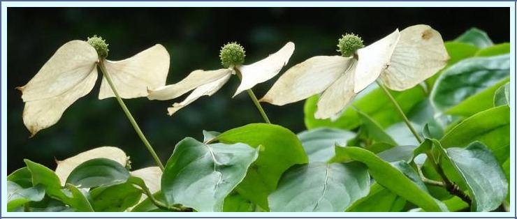 須磨離宮公園の花しょうぶが見ごろ_b0036638_17483434.jpg