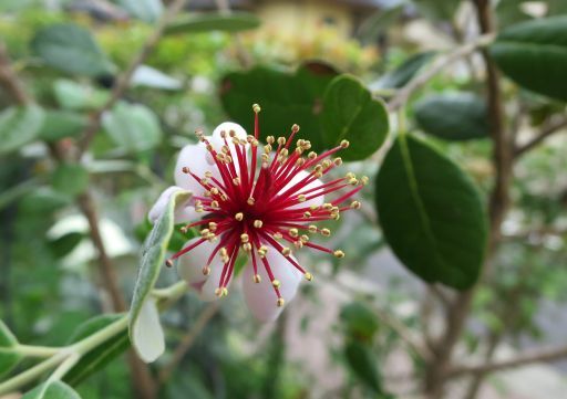 フェイジョアの花 ひだまりの庭 ヒネモスノタリ