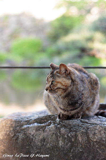 猫のいる風景　岩と同化のムギワラちゃん_b0133053_06992.jpg