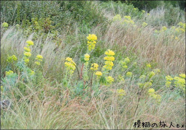 f0140054_73122.jpg