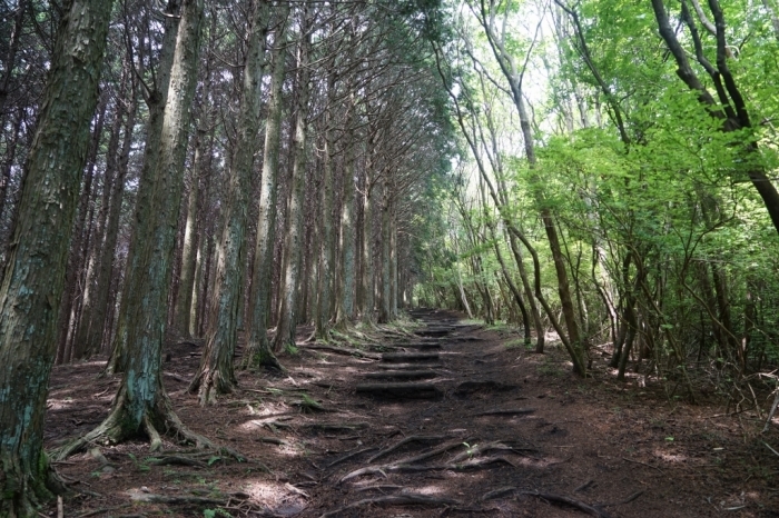 山梨百名山＠長者ヶ岳 2016.05.19(木)_f0344554_00301152.jpg