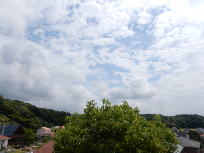 ’16,6,8(水)向日葵の芽も出てきたYO!_f0060461_10424876.jpg