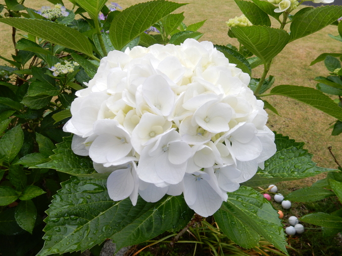 ’16,6,8(水)向日葵の芽も出てきたYO!_f0060461_116624.jpg
