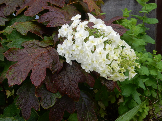 ’１６，６，８（水）向日葵の芽も出てきたＹＯ！_f0060461_1193279.jpg