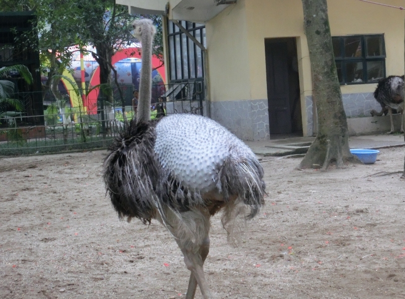 ハノイ動物園、サイはいないけれど。2016.05.30_e0266067_22403635.jpg