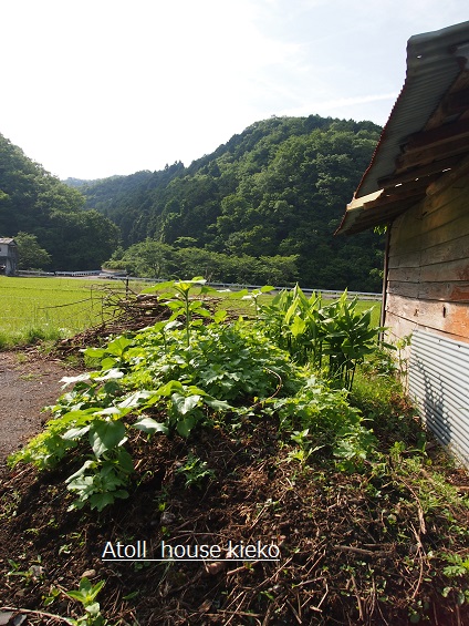 咲いてる花と咲く花_a0139570_21374831.jpg