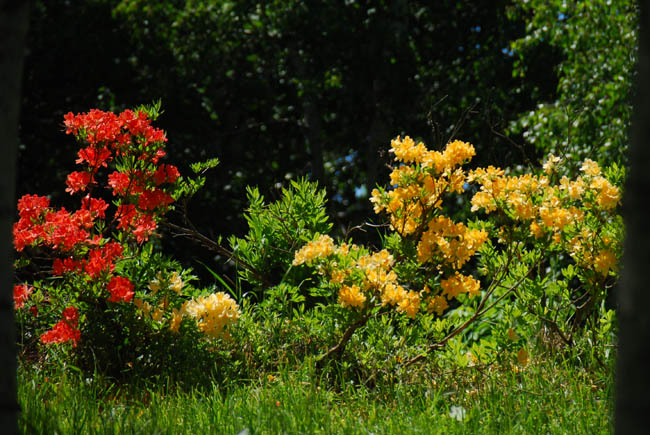 　　　【　前田森林公園　3　】_c0094572_4423145.jpg