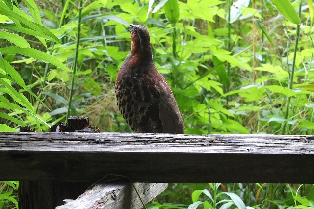 ■　口を開ける鳥たち　　　16.6.8　　　（シジュウカラ、カワセミ、コジュケイ）_e0339873_2153494.jpg