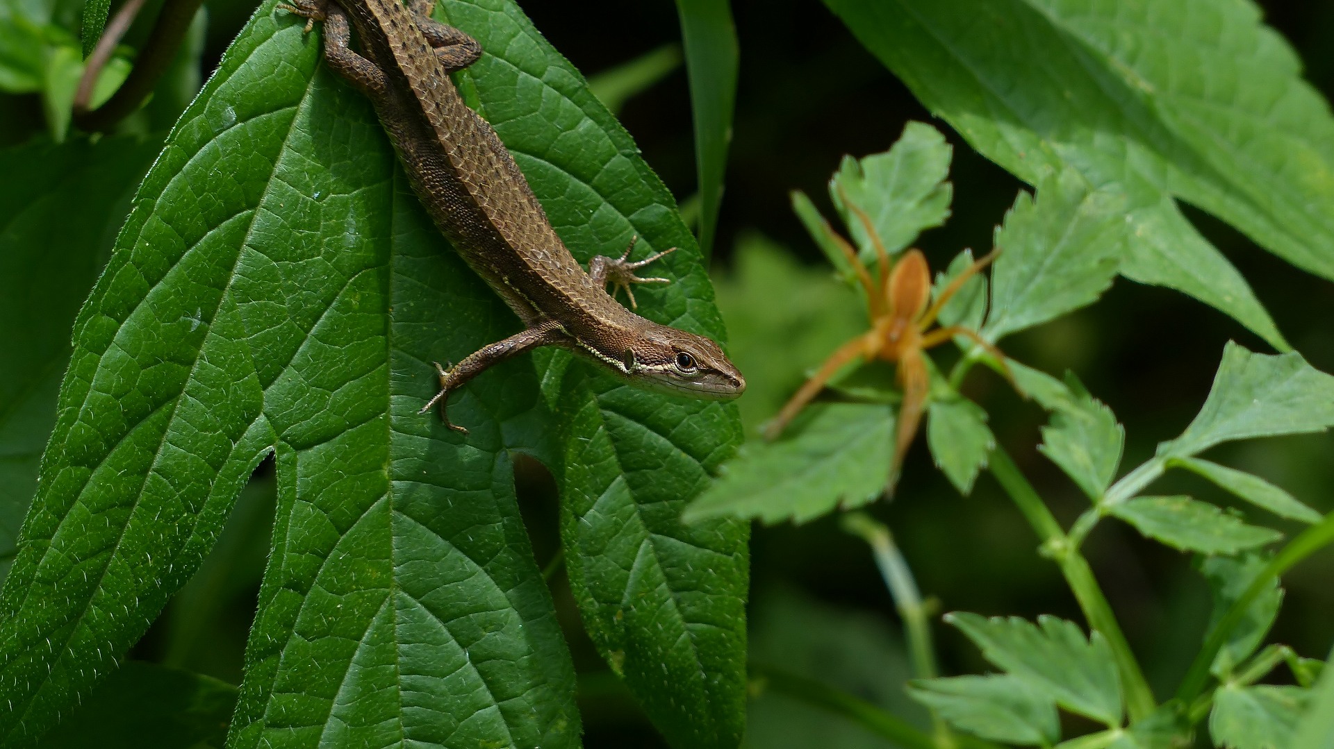 昆虫の森シリーズ　森はジェラシックパーク_a0185081_161683.jpg