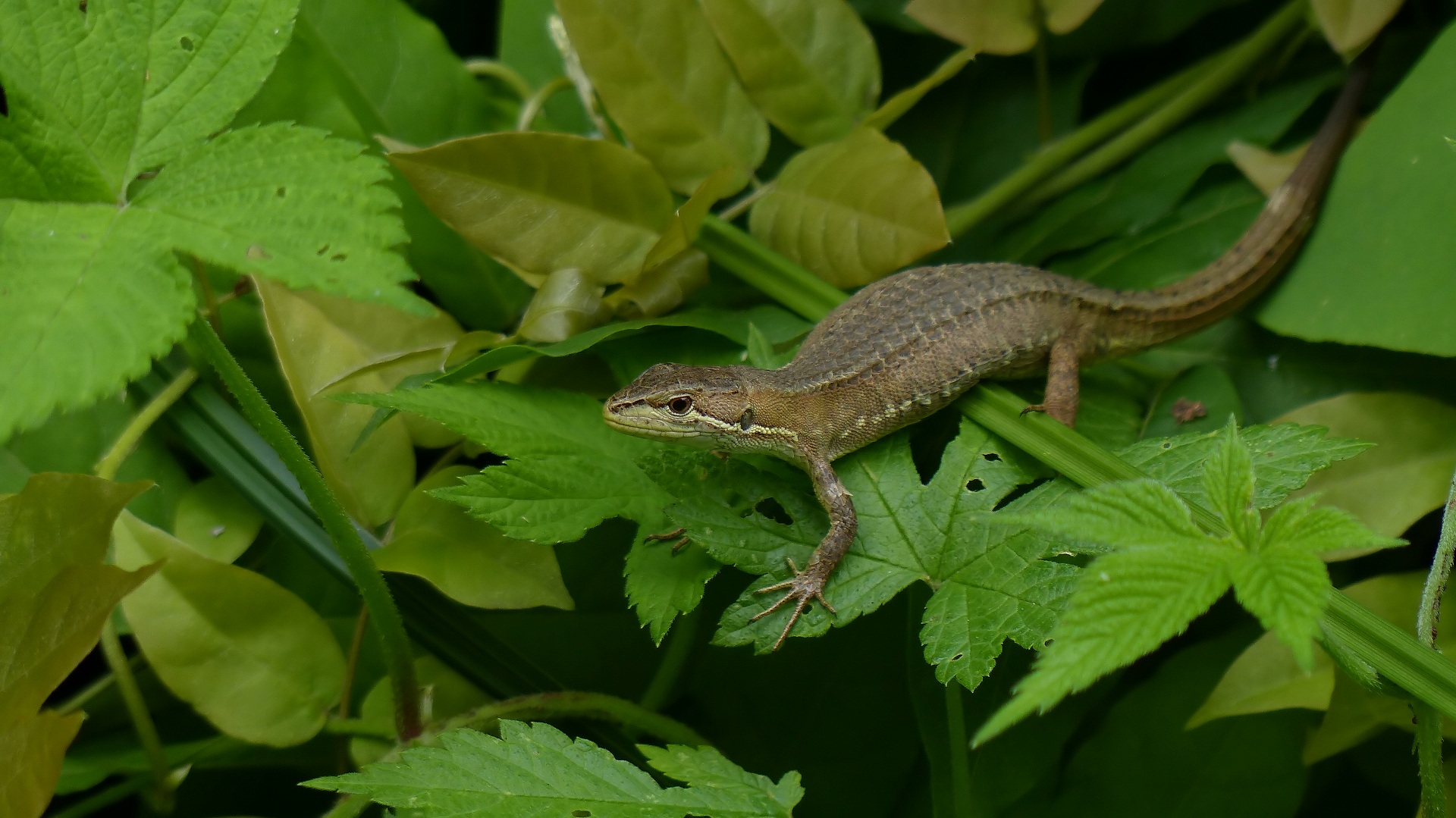 昆虫の森シリーズ　森はジェラシックパーク_a0185081_164267.jpg