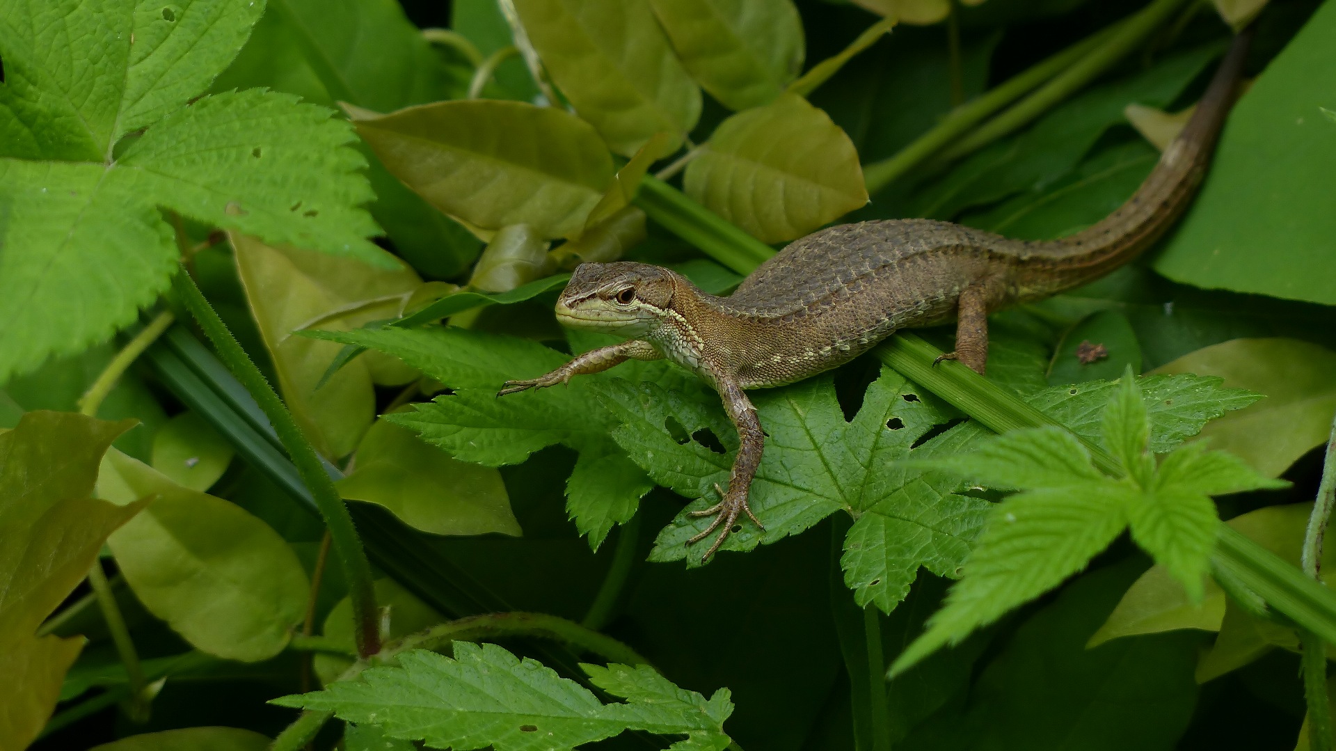 昆虫の森シリーズ　森はジェラシックパーク_a0185081_165137.jpg