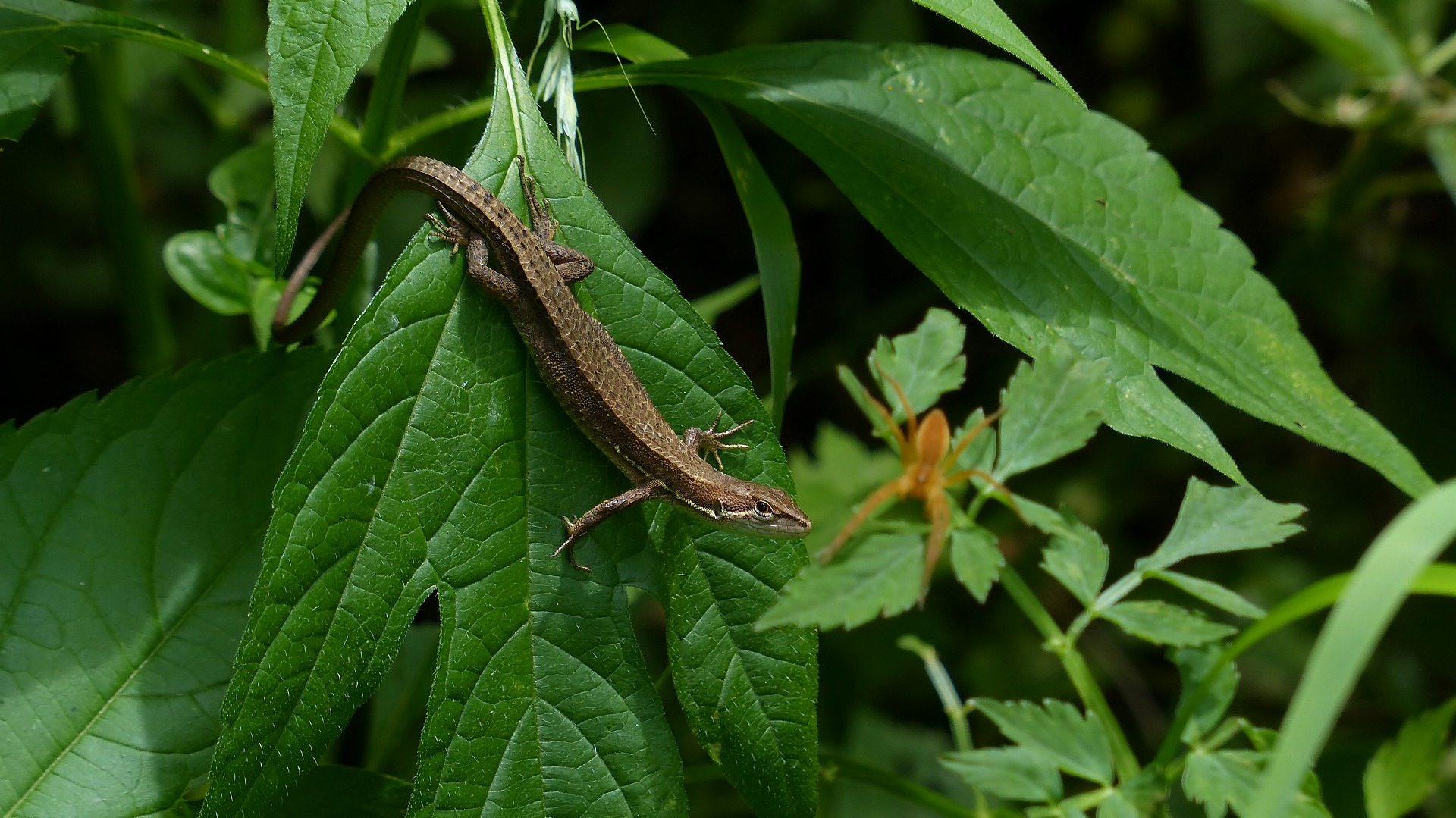 昆虫の森シリーズ　森はジェラシックパーク_a0185081_16721.jpg