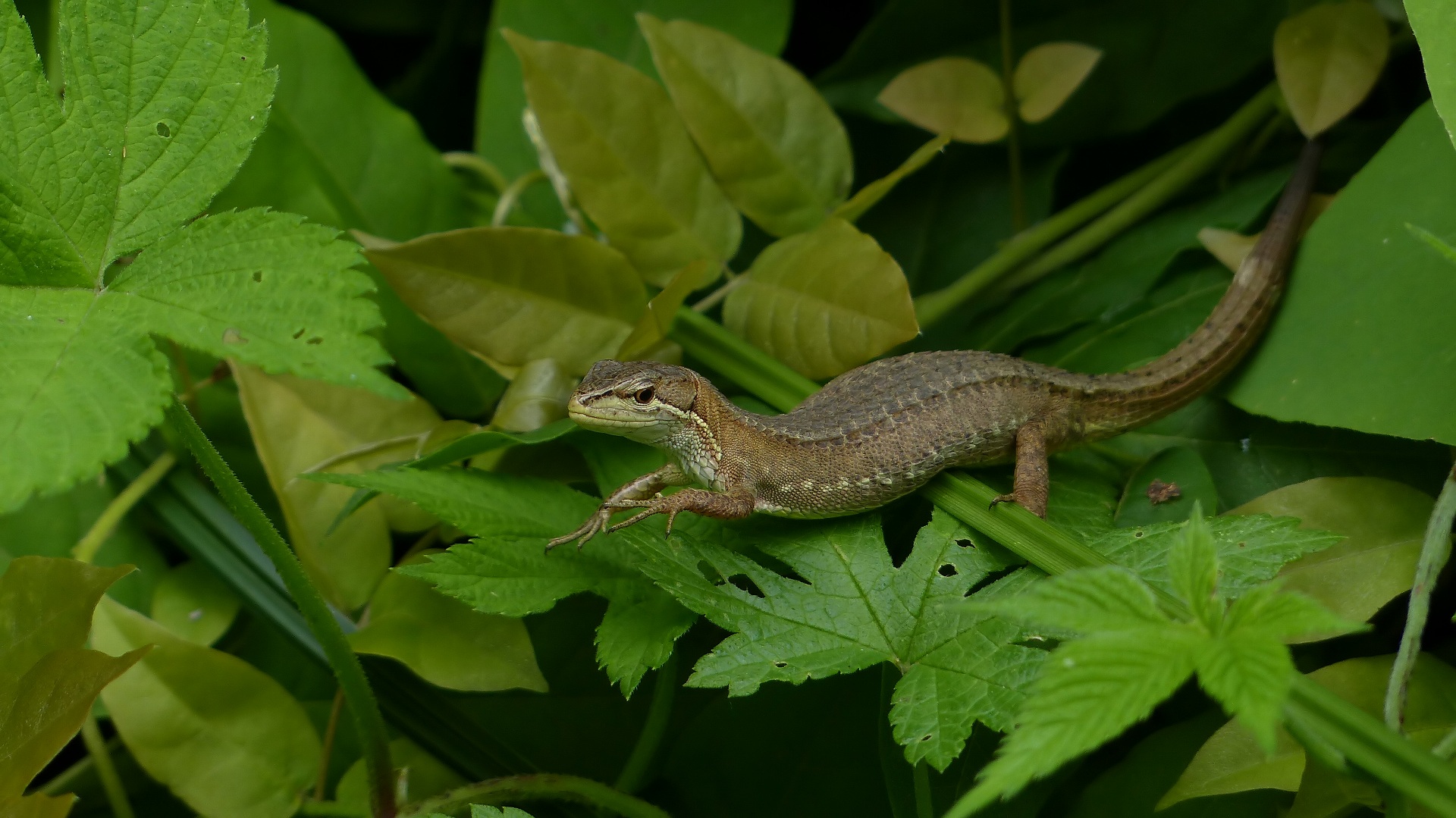 昆虫の森シリーズ　森はジェラシックパーク_a0185081_17131.jpg