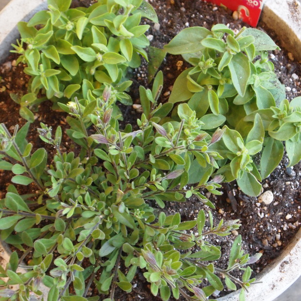 ペチュニア系の寄せ植え、ちょっと大きくなってきました。_a0292194_22524998.jpg