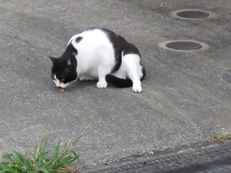 雨あめ、いやだー (^_^;)_c0049299_7281663.jpg