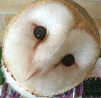 メンフクロウのミリンちゃん お顔まんまる メンフクロウと一緒 ミリン
