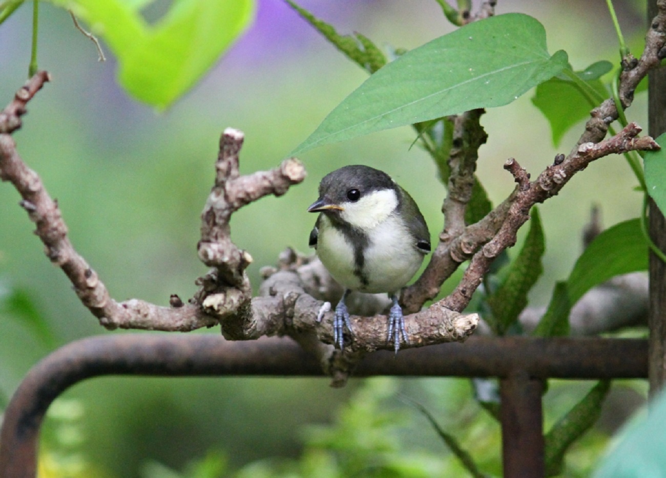 親が幼鳥連れてきました、、_f0305401_16421419.jpg