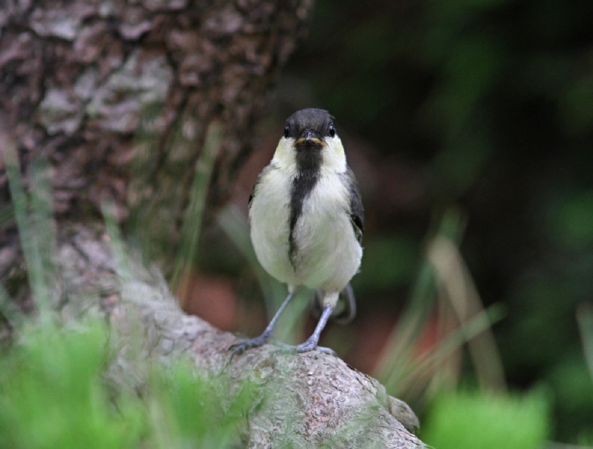 親が幼鳥連れてきました、、_f0305401_16431077.jpg