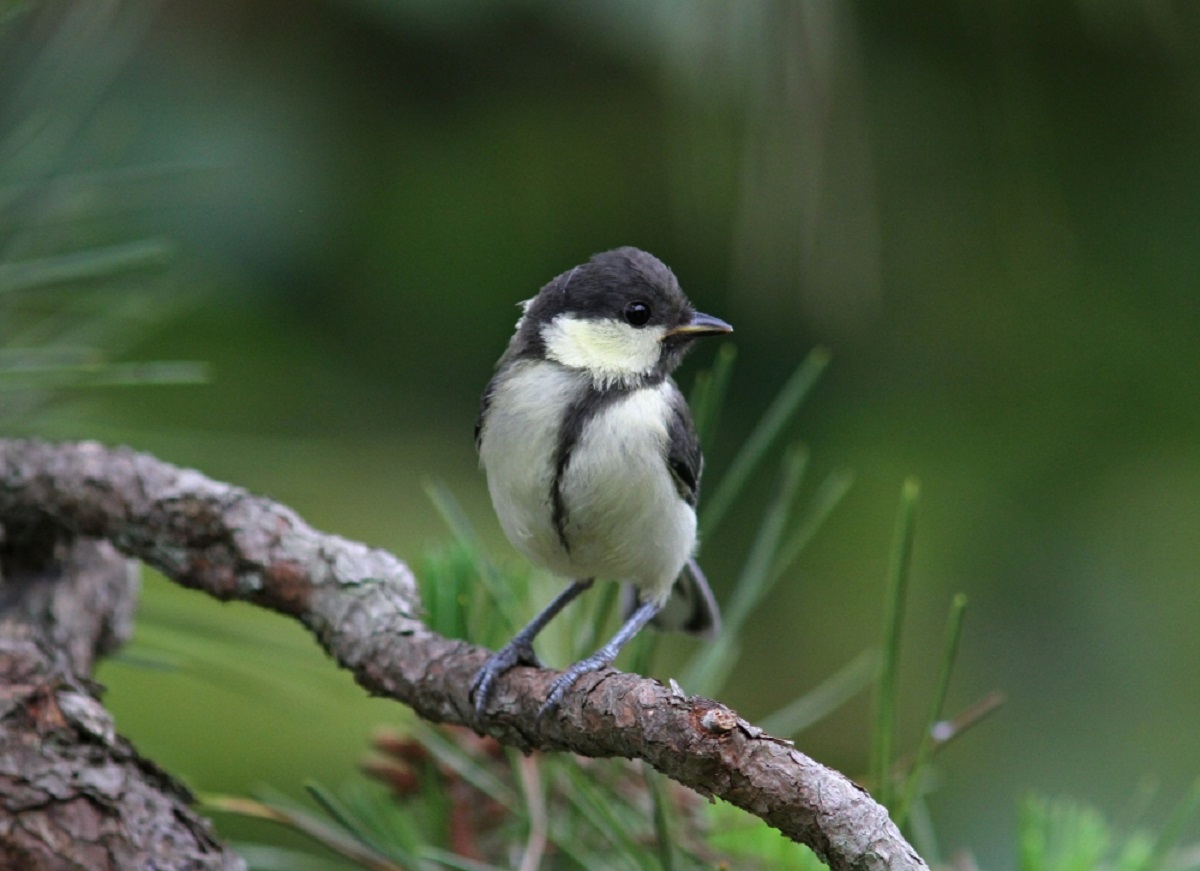 親が幼鳥連れてきました、、_f0305401_16432998.jpg