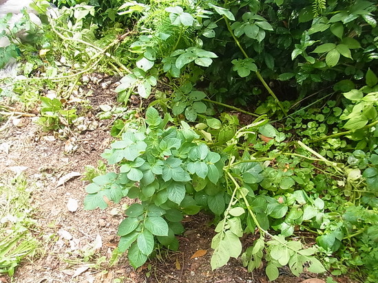 c0238603_1313105.jpg