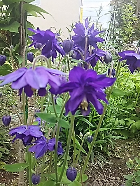 f0316507_18584969.jpg