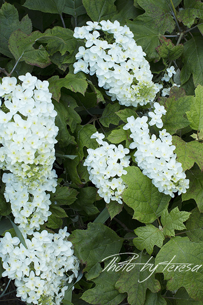 ラベンダーの花が終わって、アジサイの季節が始まった。_f0165721_16491917.jpg