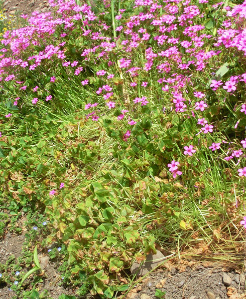 d0066822_12190195.jpg