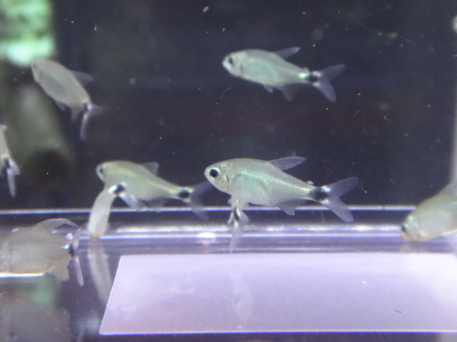 160609 熱帯魚・金魚・淡水魚・水草・観葉植物_f0189122_13115945.jpg