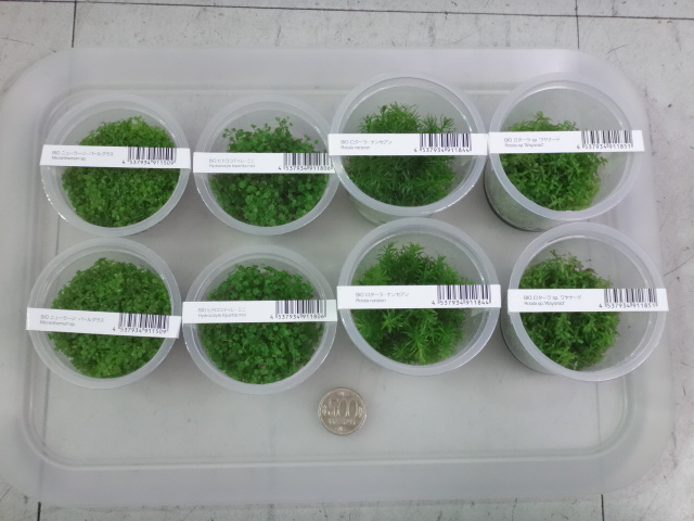 160609 熱帯魚・金魚・淡水魚・水草・観葉植物_f0189122_13195249.jpg