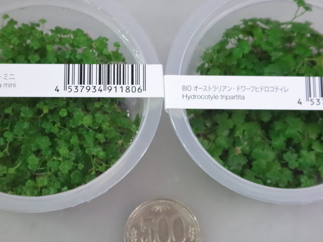 160609 熱帯魚・金魚・淡水魚・水草・観葉植物_f0189122_13242583.jpg