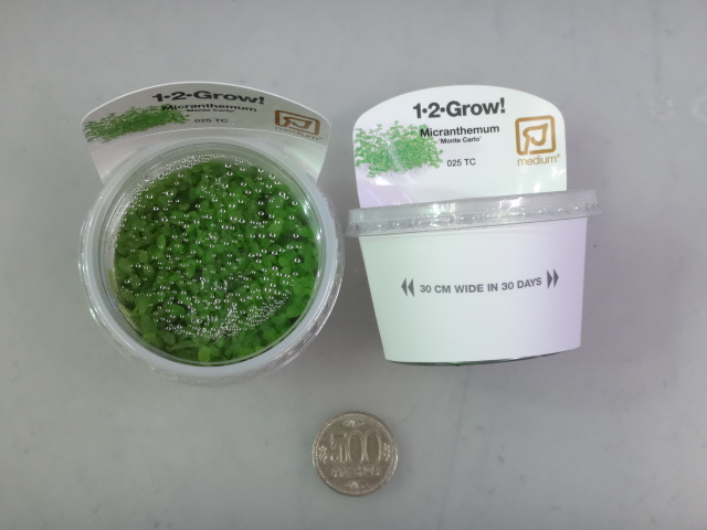 160609 熱帯魚・金魚・淡水魚・水草・観葉植物_f0189122_1327184.jpg
