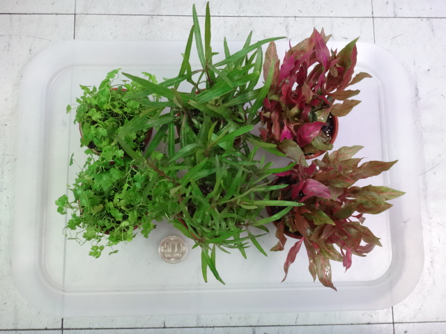 160609 熱帯魚・金魚・淡水魚・水草・観葉植物_f0189122_13282475.jpg
