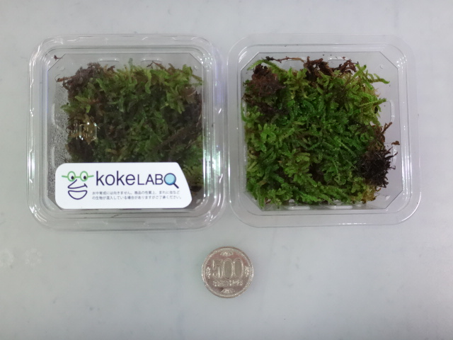 160609 熱帯魚・金魚・淡水魚・水草・観葉植物_f0189122_13331498.jpg