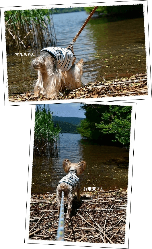 d0179828_08252865.png